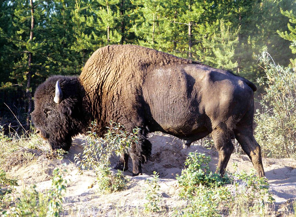 Parque Nacional de Wood Buffalo - Viaje al Patrimonio